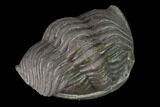 Bargain, Wide Eldredgeops Trilobite - Silica Shale #137261-1